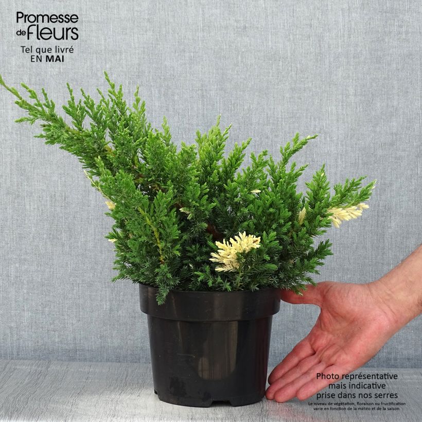 Juniperus chinensis Expansa Variegata - Ginepro cinese Vaso da 2L/3L esemplare consegnato in primavera