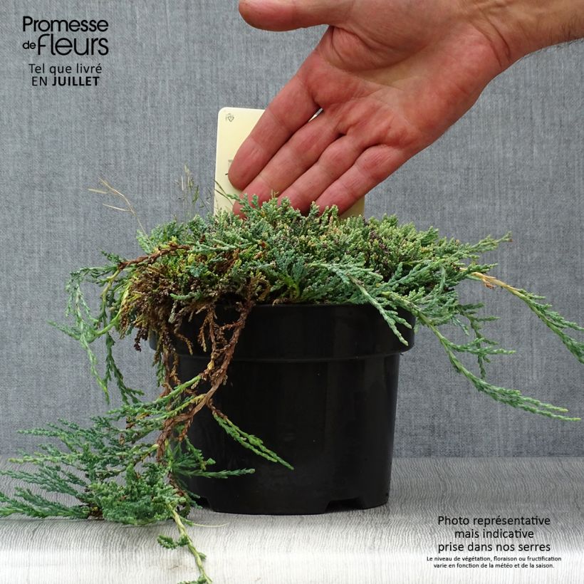 Esemplare di Juniperus horizontalis Icee Blue - Ginepro strisciante Vaso da 2L/3L consegnato in estate