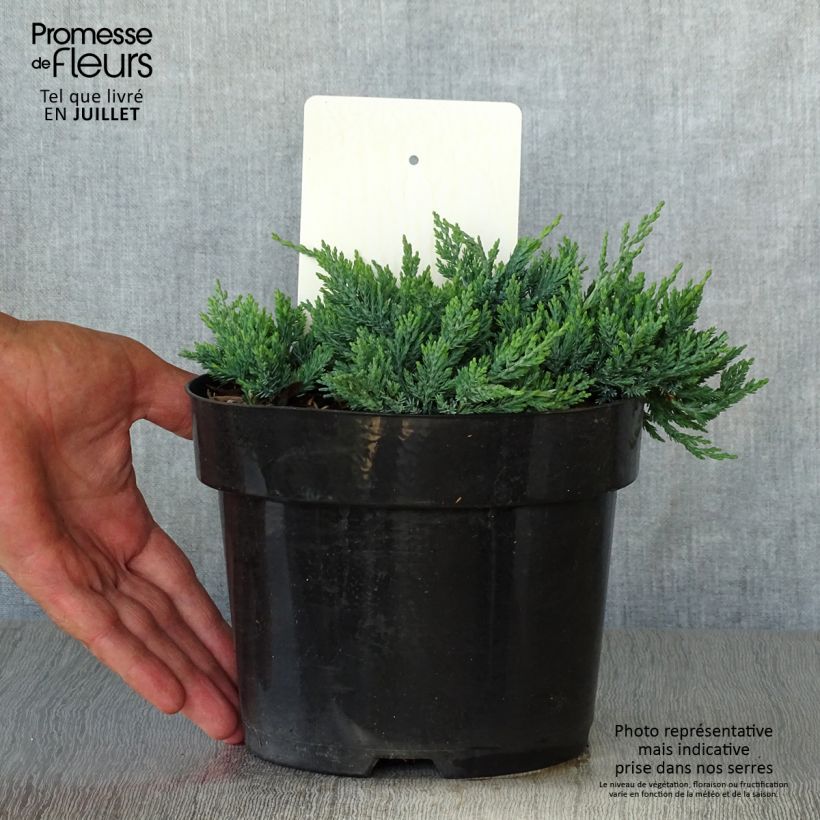 Esemplare di Juniperus horizontalis Wiltonii - Ginepro strisciante Vaso da 3L/4L consegnato in estate