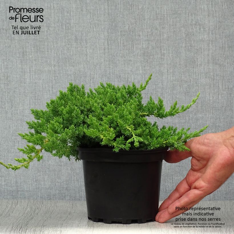 Esemplare di Juniperus procumbens Nana - Ginepro nano Vaso da 2L/3L consegnato in estate
