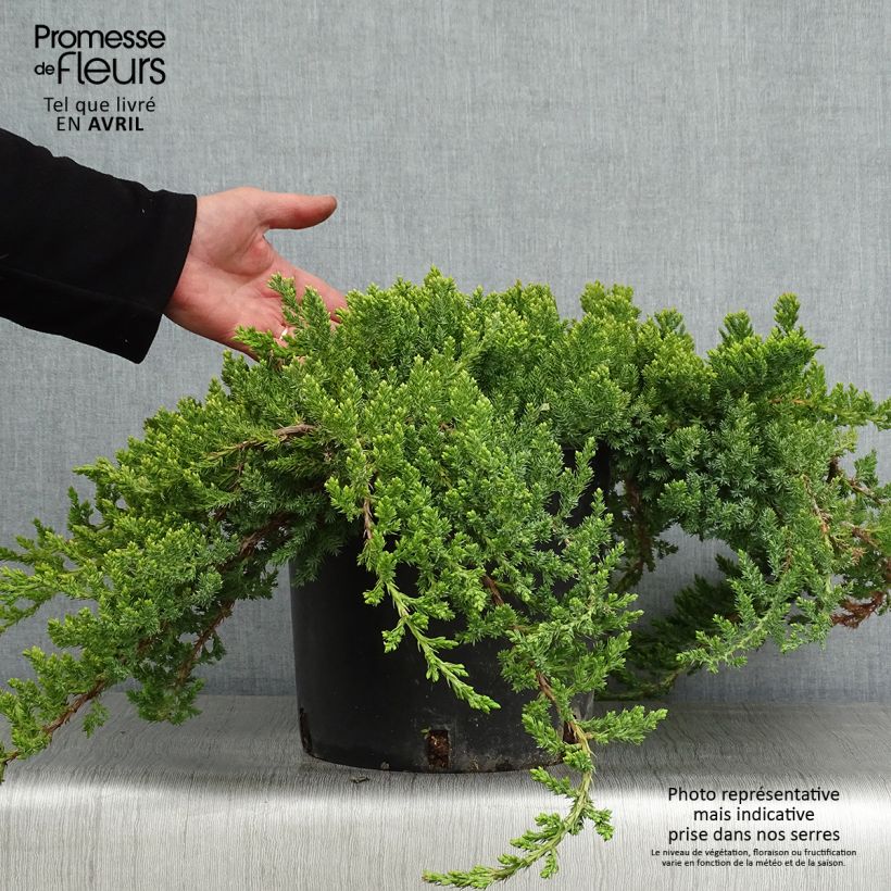 Juniperus procumbens Nana - Ginepro nano Vaso da 7,5L/10LAltezza consegnata circa 50/60cm esemplare consegnato in primavera