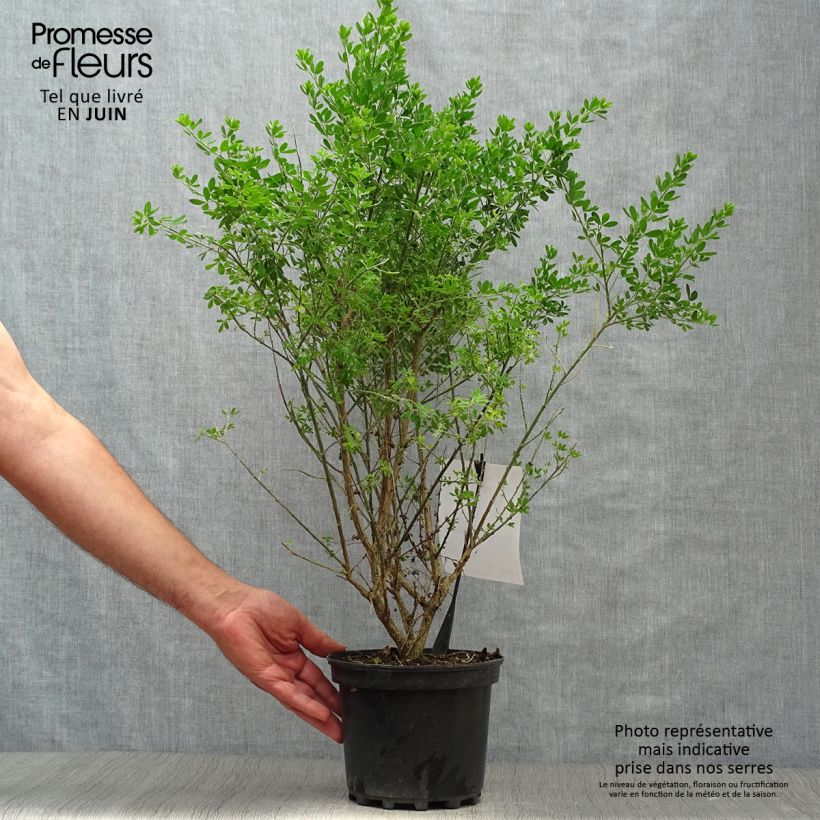Esemplare di Genista Porlock - Ginestra Vaso da 2L/3L consegnato in estate