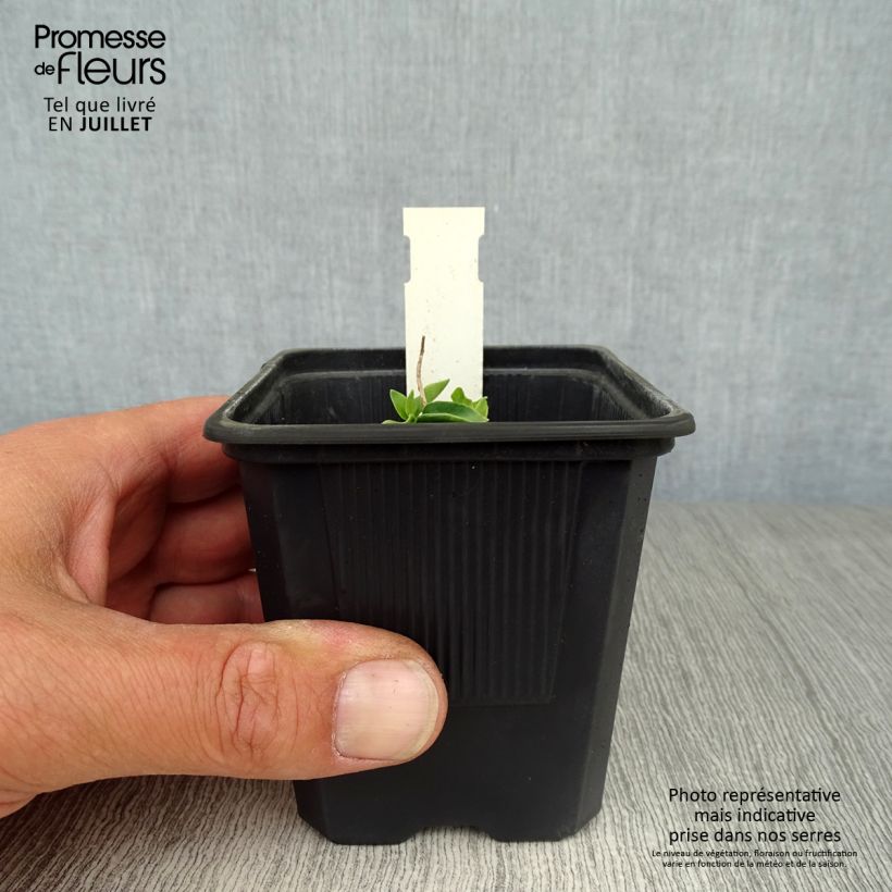 Esemplare di Gentiana True Blue - Genziana Vasetto da 8/9 cm consegnato in estate
