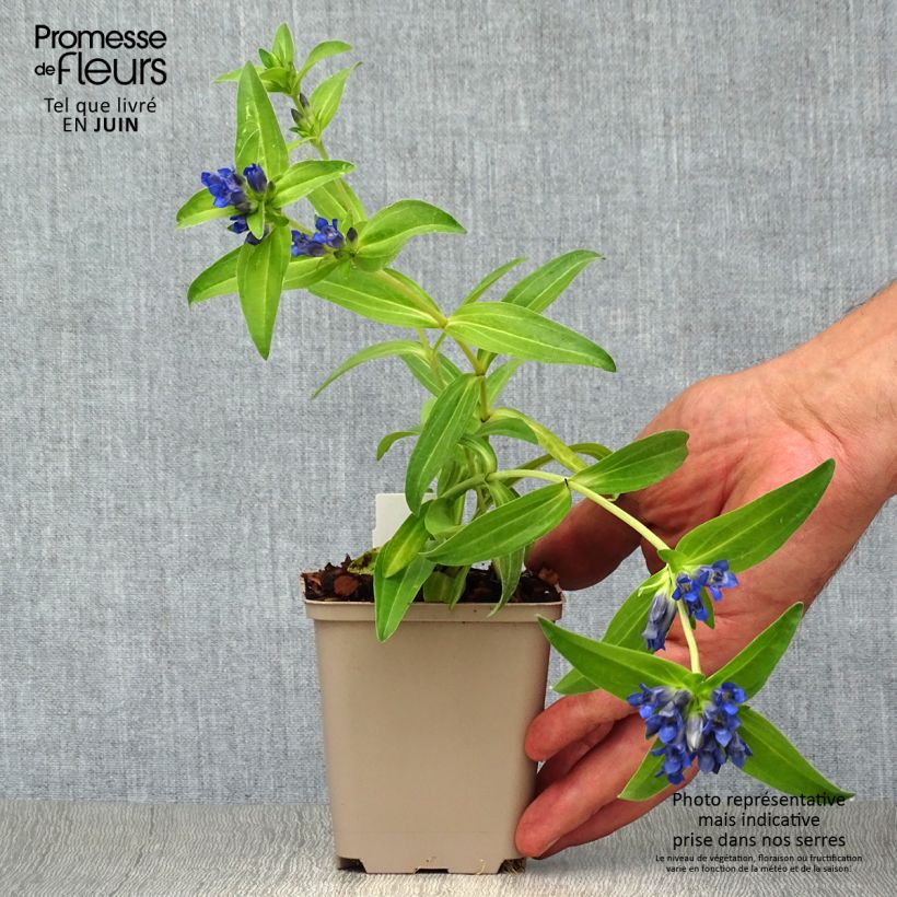 Esemplare di Gentiana cruciata - Genziana crociata Vasetto da 8/9 cm consegnato in estate