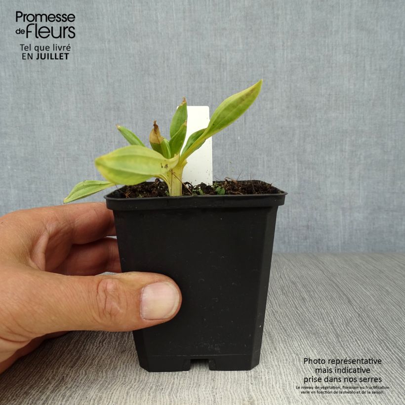 Esemplare di Gentiana lutea - Genziana maggiore Vasetto da 8/9 cm consegnato in estate