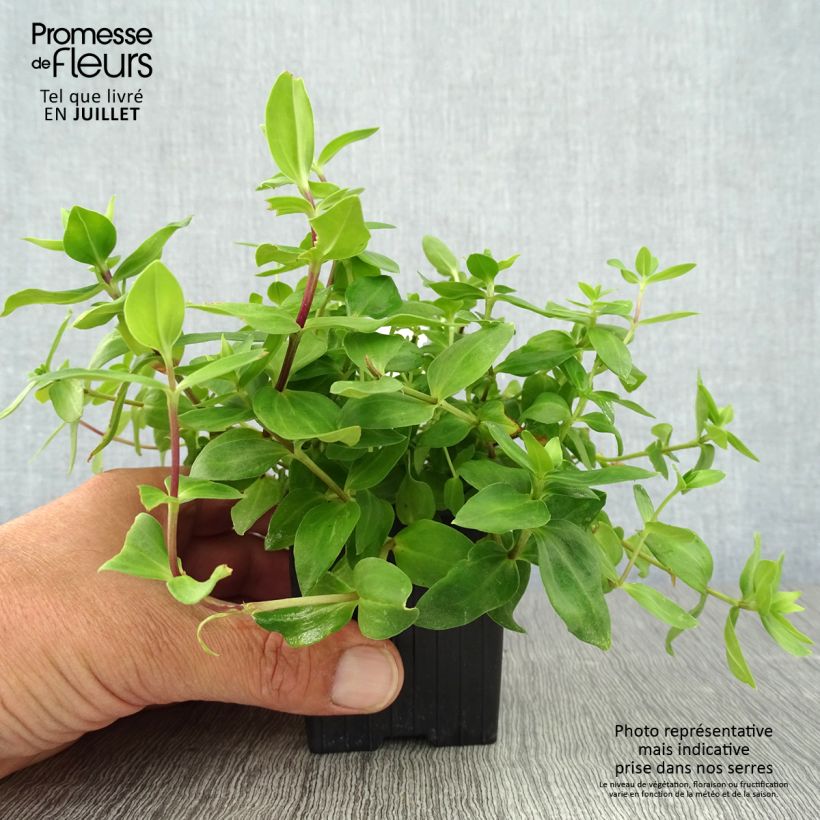Esemplare di Gentiana Little Pinkie - Genziana Vasetto da 8/9 cm consegnato in estate