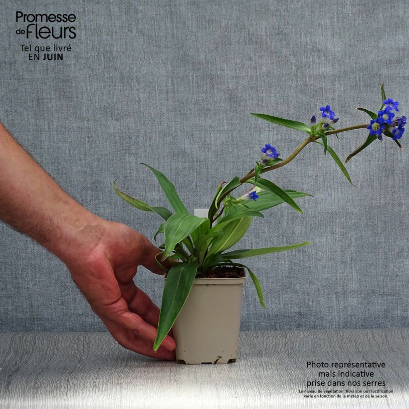 Esemplare di Gentiana acaulis - Genziana di Koch Vasetto da 8/9 cm consegnato in estate