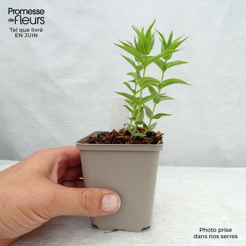 Esemplare di Gentiana asclepiadea - Genziana asclepiade Vasetto da 8/9 cm consegnato in estate