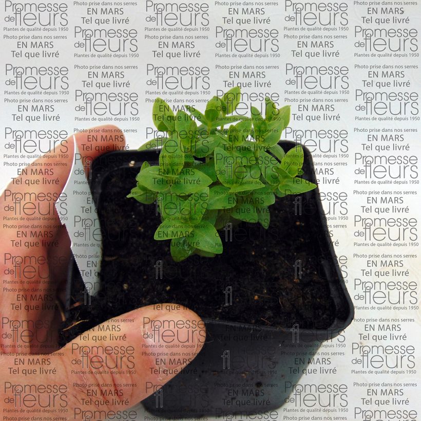 Esempio di esemplare Gentiana scabra Royal Stripes - Genziana Vasetto da 8/9 cm come consegnato