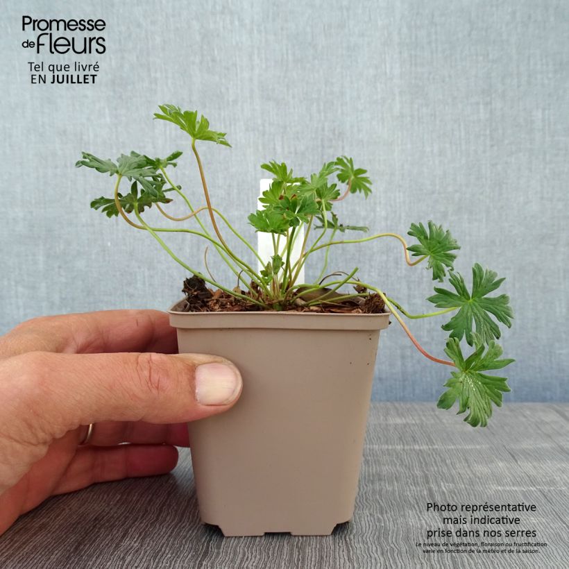 Esemplare di Geranium cinereum Carol Vasetto da 8/9 cm consegnato in estate