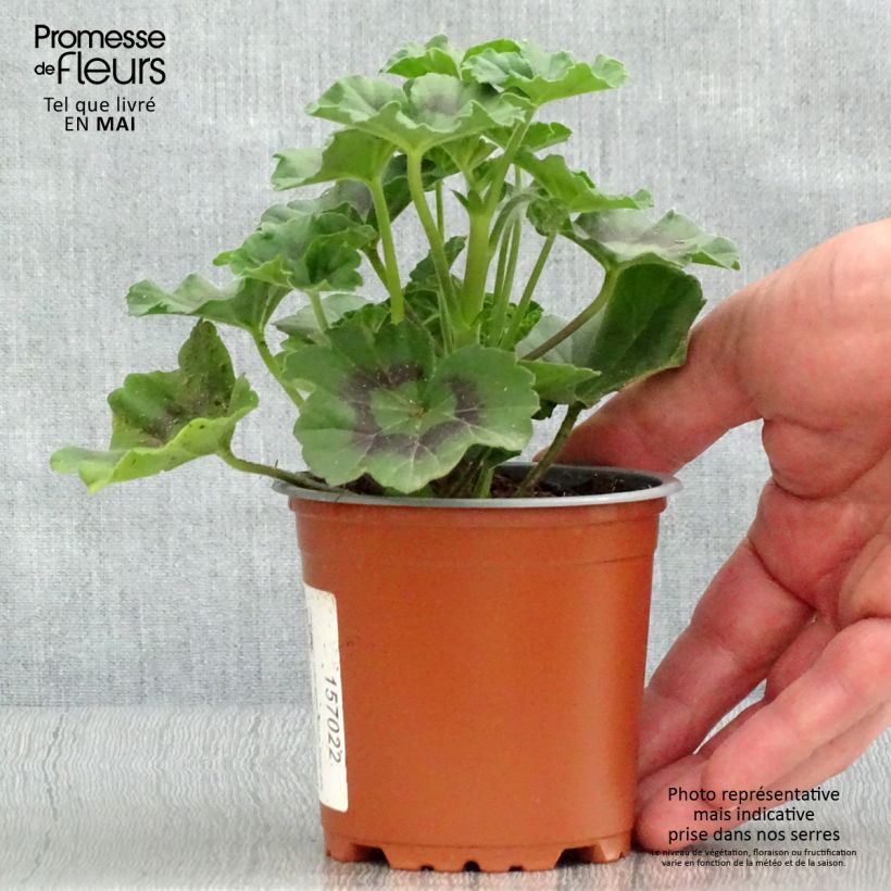 Geranio zonale Specials C Alm-Geranie Scarlet Vasetto da 8/9 cm esemplare consegnato in primavera