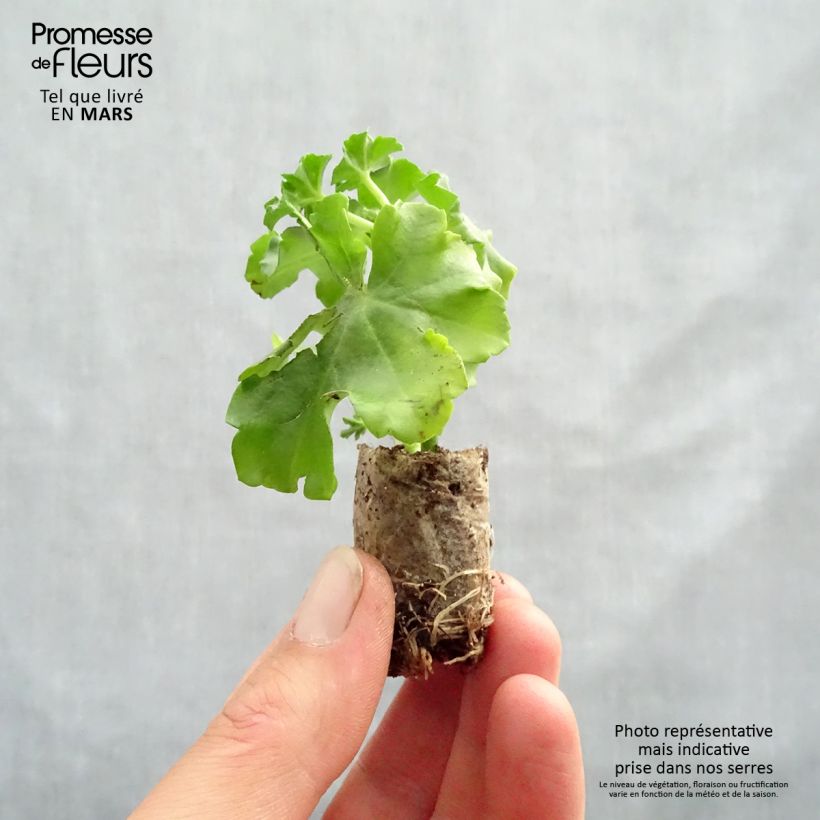 Pelargonium Rois des Balcons Noa Mini zolla Ø 1,5/2,5 cm esemplare consegnato in primavera