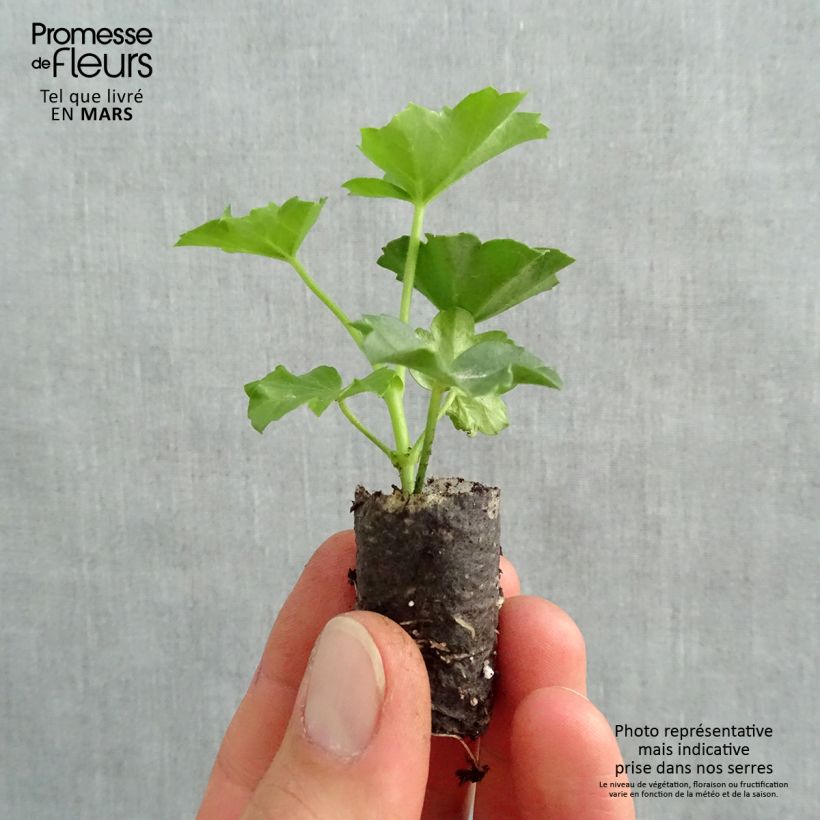 Pelargonium Roi des Balcons rosso Mini zolla Ø 1,5/2,5 cm esemplare consegnato in primavera