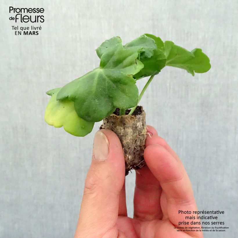 Geranio edera Amelit mini zolla... esemplare consegnato in primavera
