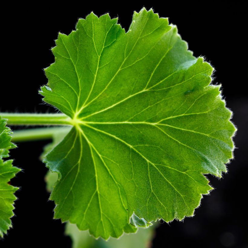 Pelargonium Torento Ginger - Geranio odoroso (Fogliame)