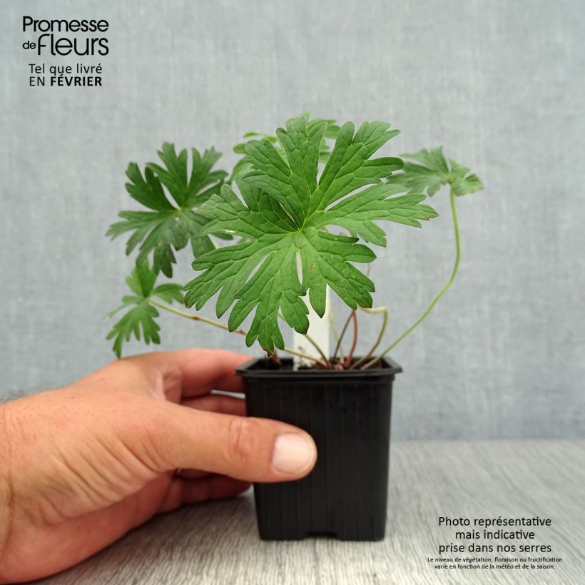 Esemplare di Geranium pratense Else Lacey - Geranio dei prati Vasetto da 8/9 cm come consegnato in autunno
