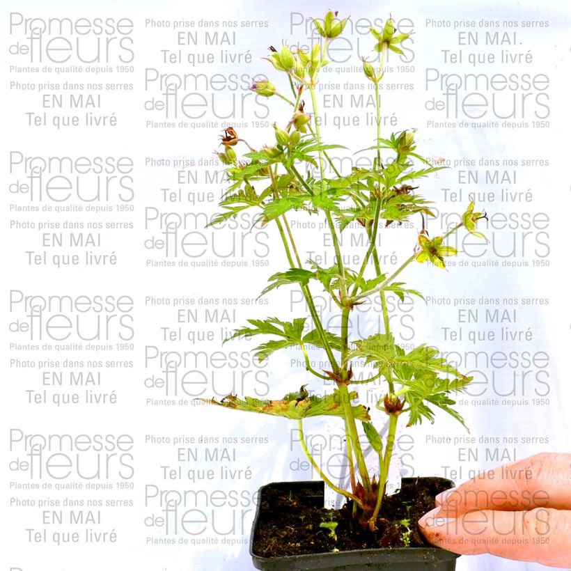 Esempio di esemplare Geranium psilostemon Eva Vasetto da 8/9 cm come consegnato