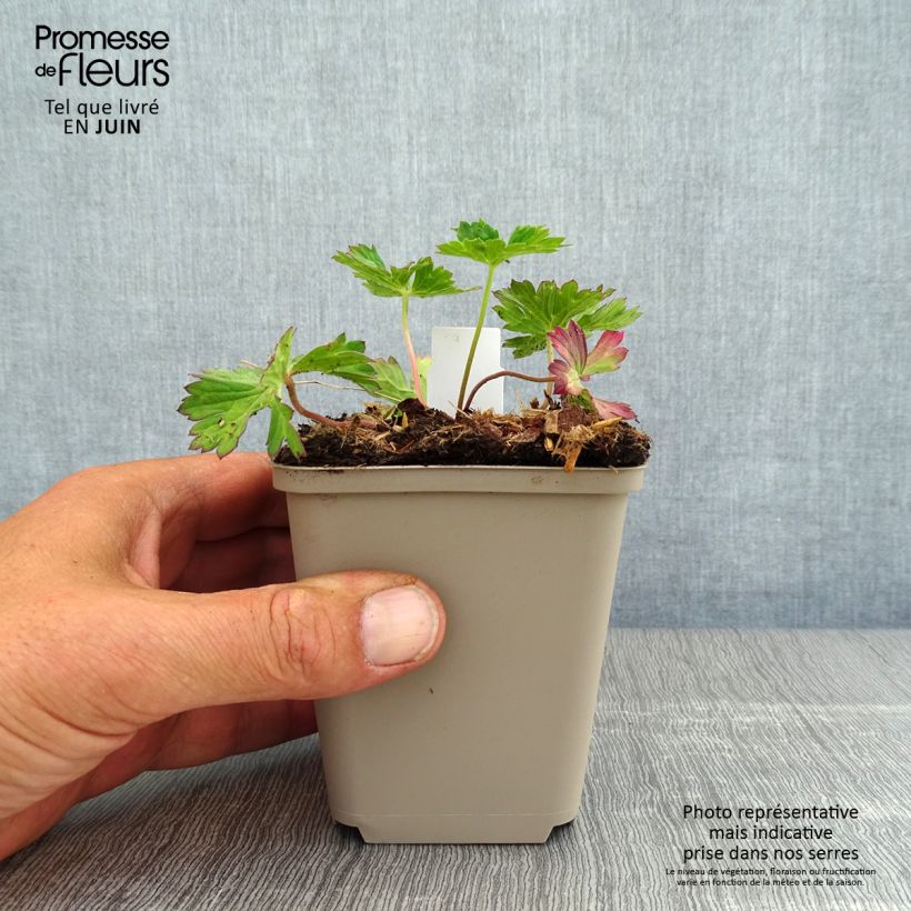 Esemplare di Geranium Azure Rush Vasetto da 8/9 cm consegnato in estate