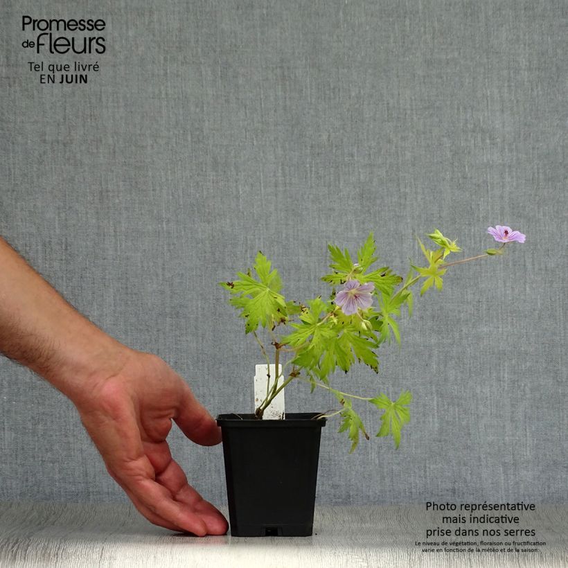 Esemplare di Geranium Blue Sunrise Vasetto da 8/9 cm consegnato in estate
