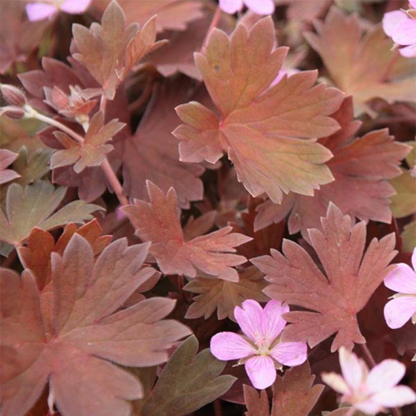 Geranium sessiliflorum Bob's Blunder (Fogliame)