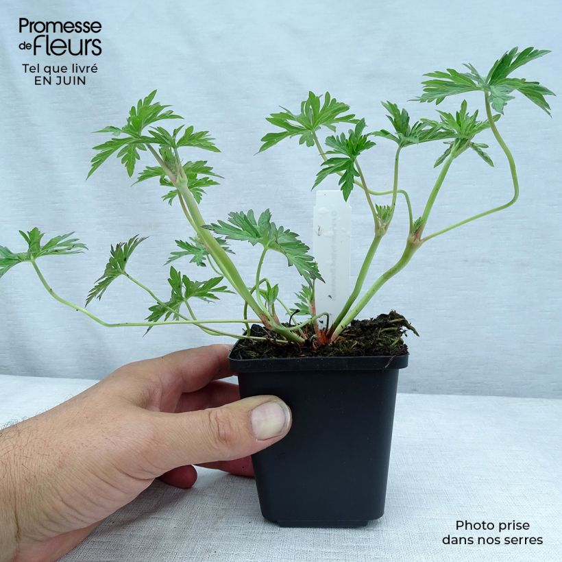 Esemplare di Geranium Brookside Vasetto da 8/9 cm consegnato in estate
