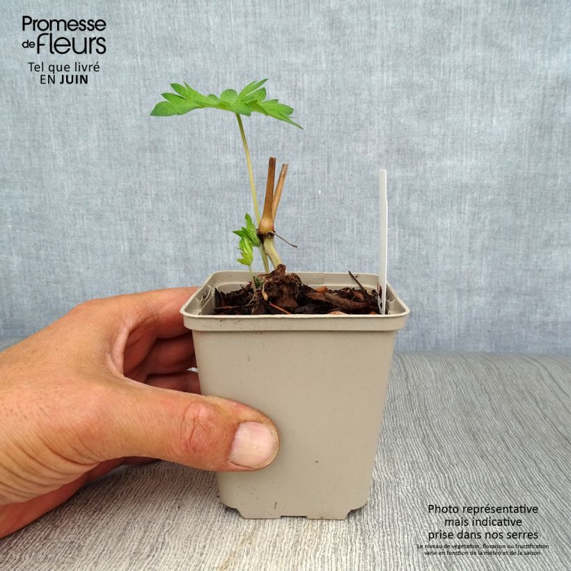Esemplare di Geranium psilostemon Catherine Deneuve Vasetto da 8/9 cm consegnato in estate