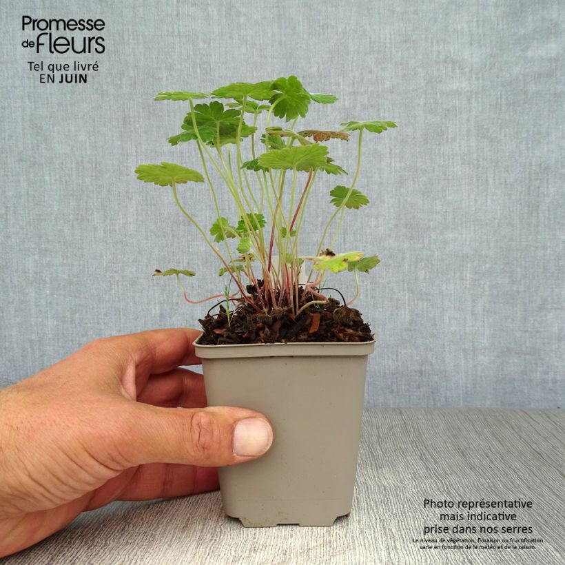 Esemplare di Geranium Coombland White Vasetto da 8/9 cm consegnato in estate