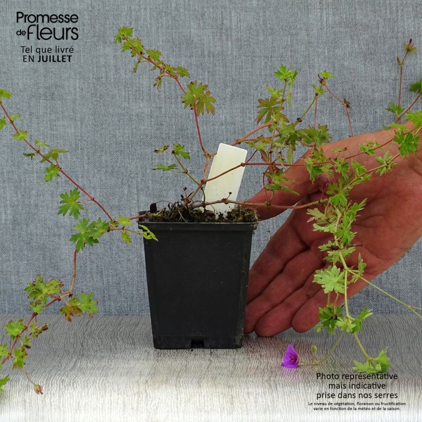 Esemplare di Geranium Dilys Vasetto da 8/9 cm consegnato in estate