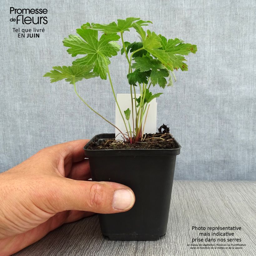 Esemplare di Geranium Dragon Heart Vasetto da 8/9 cm consegnato in estate
