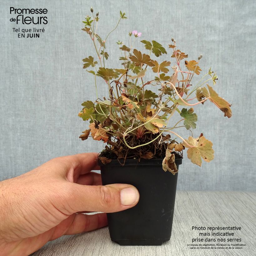 Esemplare di Geranium oxonianum Dusky Crug Vasetto da 8/9 cm consegnato in estate