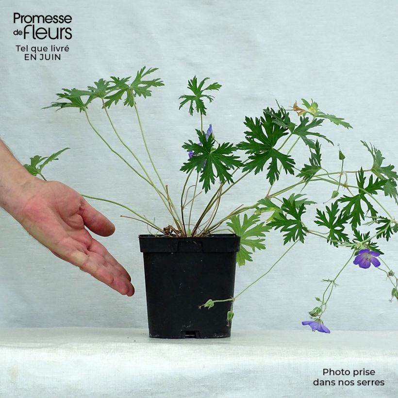 Esemplare di Geranium Johnson's Blue Vaso da 2L/3L consegnato in estate