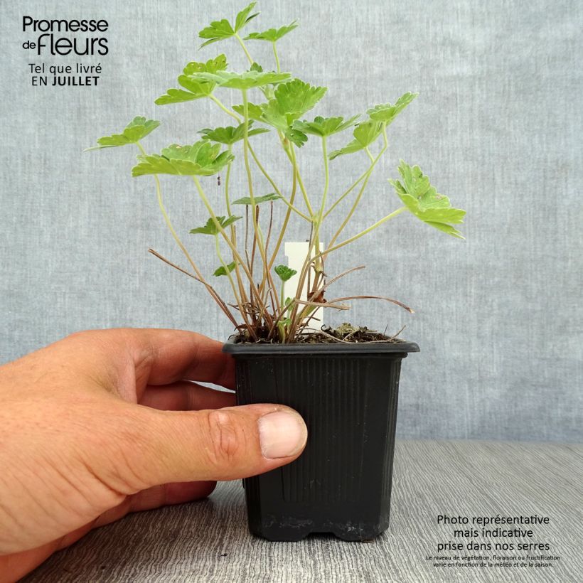 Esemplare di Geranium Joy Vasetto da 8/9 cm consegnato in estate