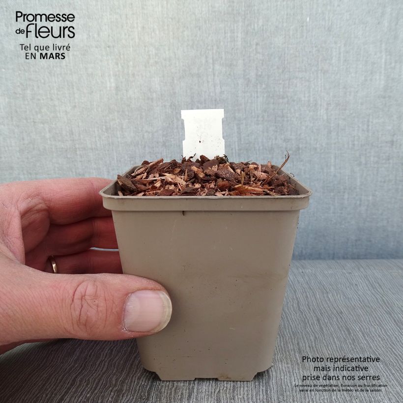Geranium Kelly-Anne Vasetto da 8/9 cm esemplare consegnato in inverno