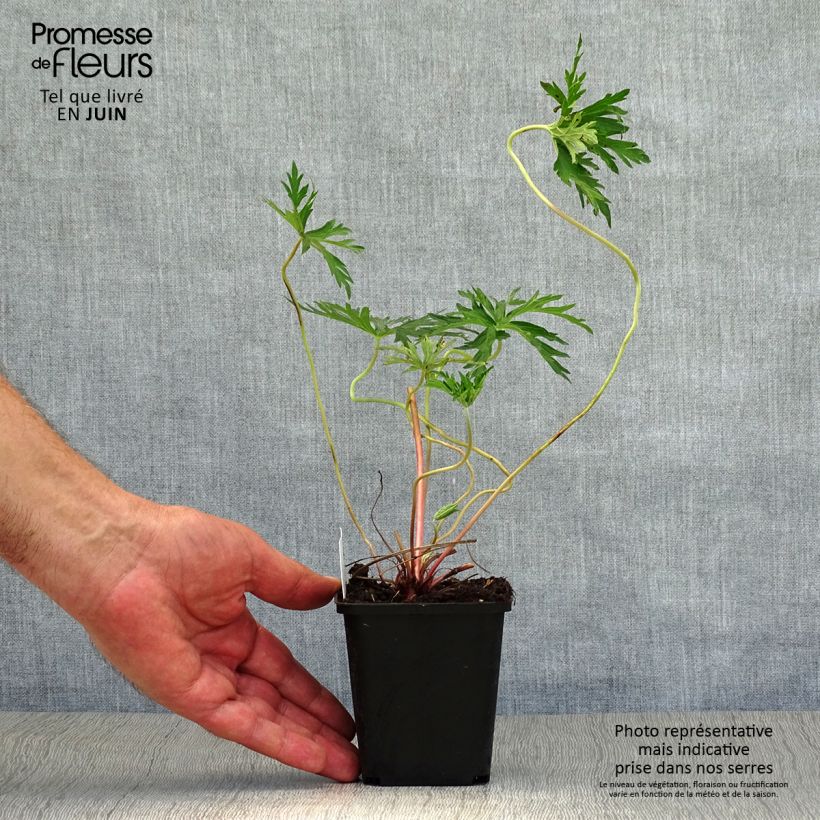 Esemplare di Geranium Orion Vasetto da 8/9 cm consegnato in estate