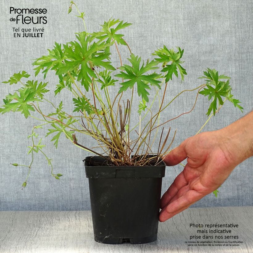 Esemplare di Geranium Orion Vaso da 2L/3L consegnato in estate