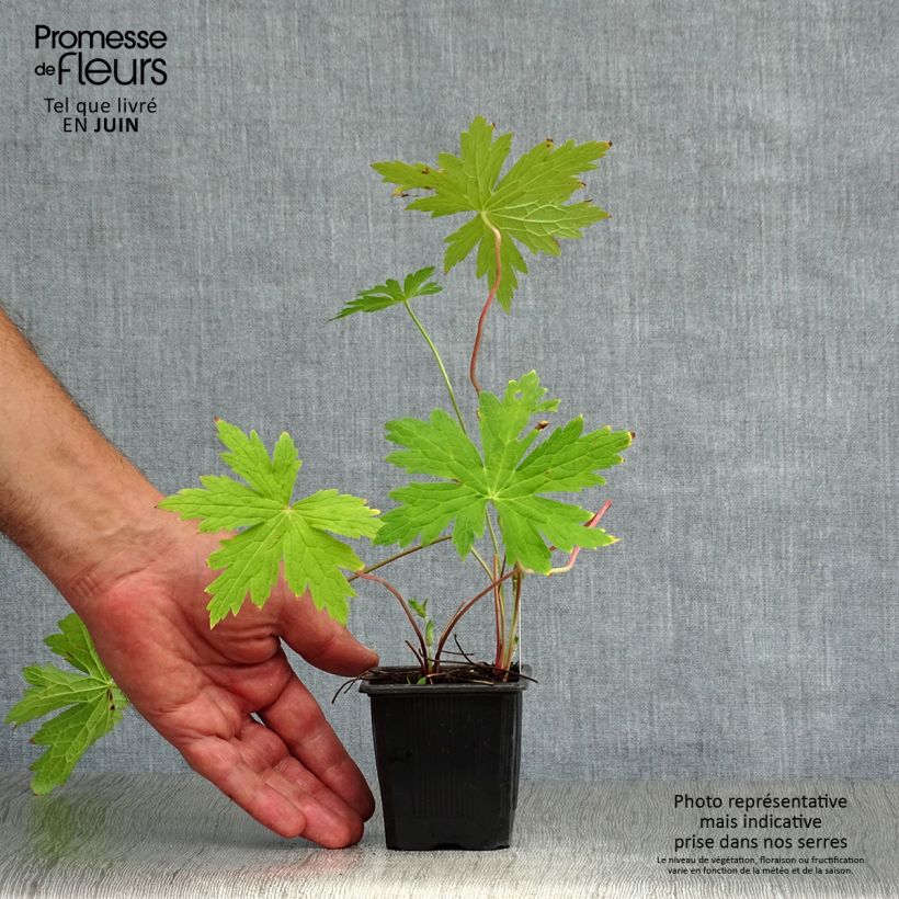 Esemplare di Geranium Patricia Vasetto da 8/9 cm consegnato in estate