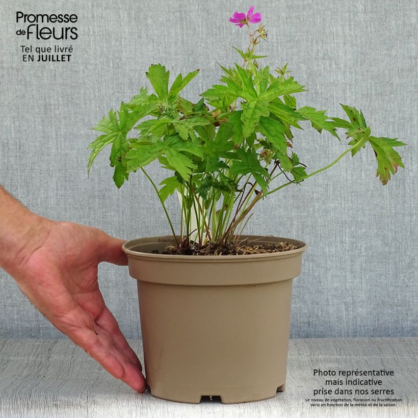 Esemplare di Geranium Patricia Vaso da 1,5L/2L consegnato in estate