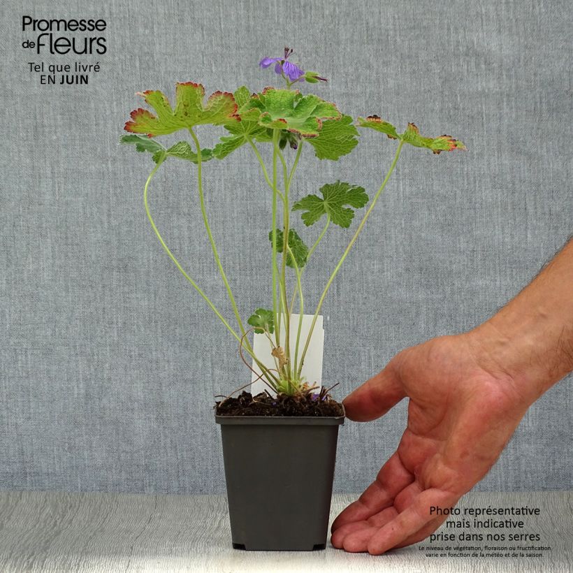 Esemplare di Geranium renardii Philippe Vapelle Vasetto da 8/9 cm consegnato in estate
