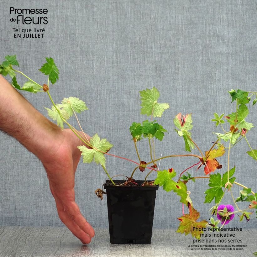 Esemplare di Geranium Pink Penny Vasetto da 8/9 cm consegnato in estate
