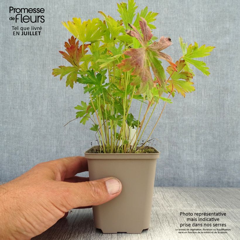 Esemplare di Geranium sylvaticum Prelude - Geranio silvano Vasetto da 8/9 cm consegnato in estate