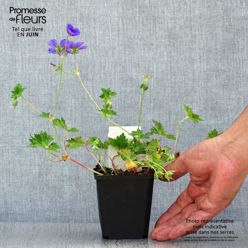 Esemplare di Geranium Rozanne Vasetto da 8/9 cm consegnato in estate