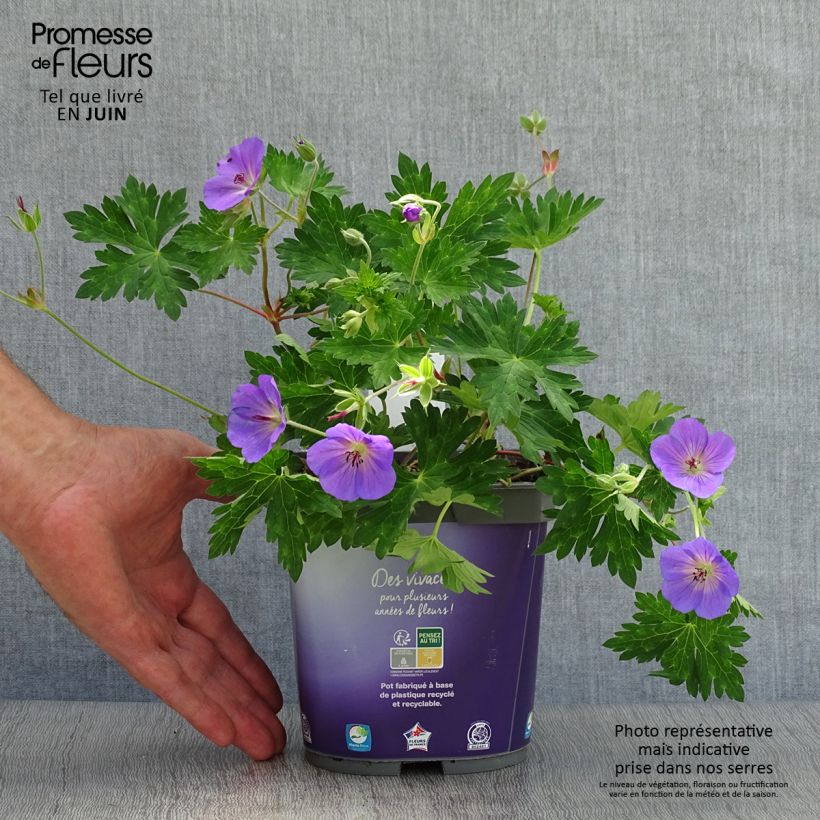 Esemplare di Geranium Rozanne Vaso da 2L/3L consegnato in estate