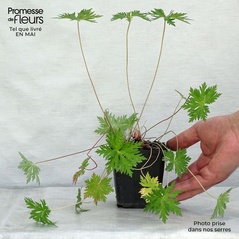 Geranium pratense Spinners - Geranio dei prati Vasetto da 8/9 cm esemplare consegnato in primavera