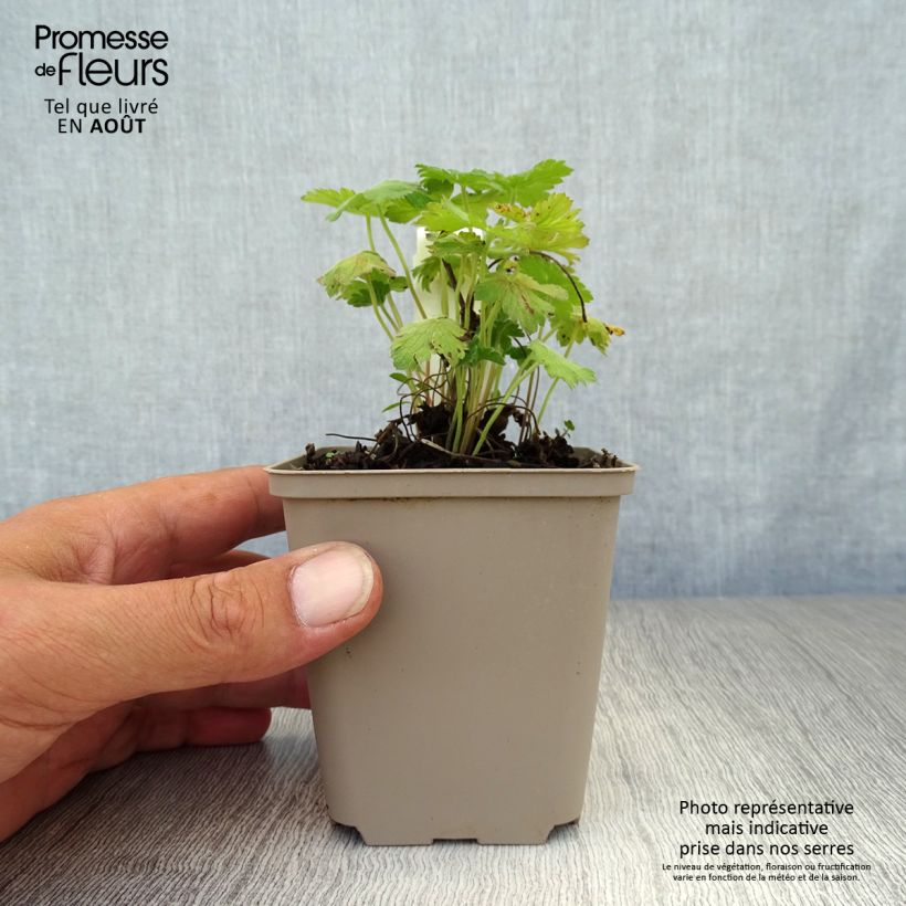 Esemplare di Geranium Sue Crûg Vasetto da 8/9 cm consegnato in estate