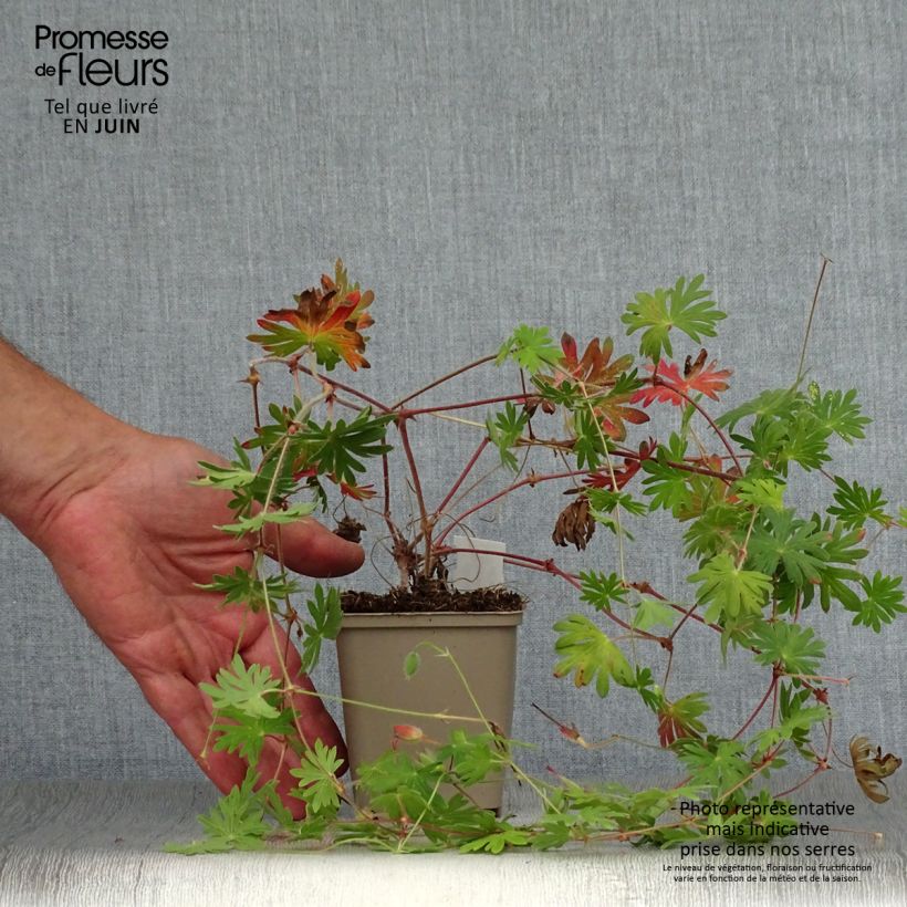 Esemplare di Geranium Tiny Monster Vasetto da 8/9 cm consegnato in estate