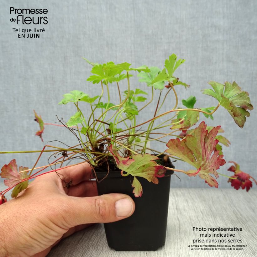 Esemplare di Geranium cantabrigiense Biokovo Vasetto da 8/9 cm consegnato in estate