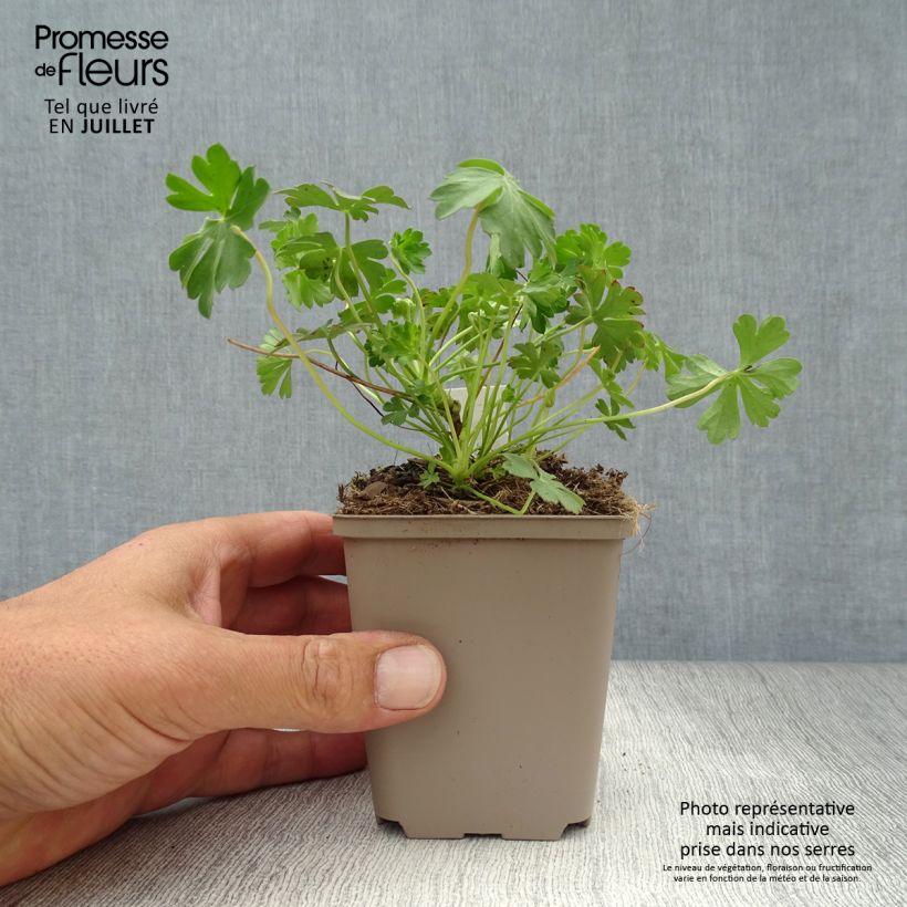 Esemplare di Geranium cantabrigiense Intense Vasetto da 8/9 cm consegnato in estate