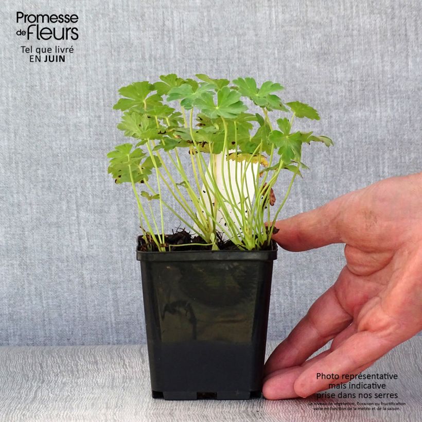 Esemplare di Geranium cantabrigiense Karmina Vasetto da 8/9 cm consegnato in estate