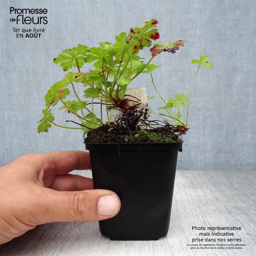 Esemplare di Geranium cantabrigiense St Ola Vasetto da 8/9 cm consegnato in estate