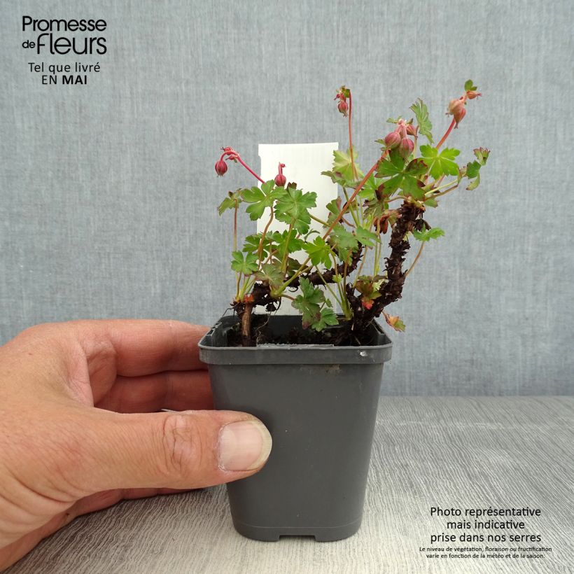 Geranium cantabrigiense Westray Vasetto da 8/9 cm esemplare consegnato in primavera